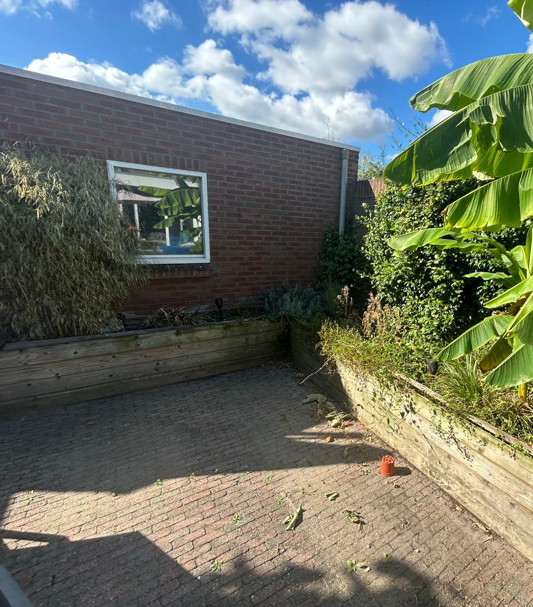 Gratis!! Planten in deze bak gratis op te halen, Ophalen, Overige soorten, Halfschaduw
