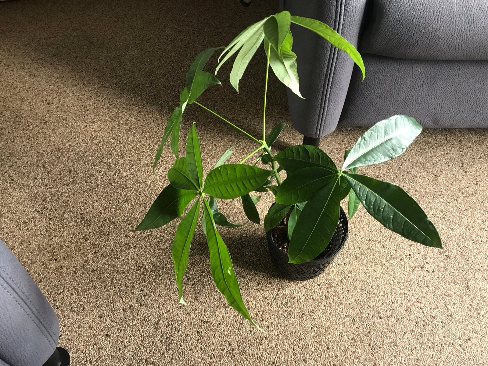 Mooie 2 Pachira Aquatica (Geldboom) in pot, Ophalen, Overige soorten, Halfschaduw, In pot
