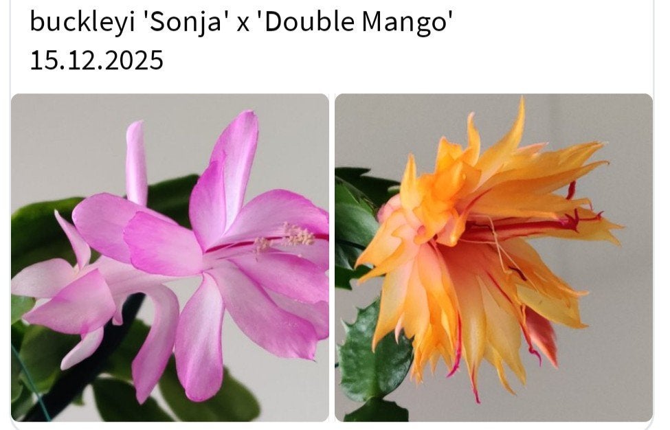 Schlumbergera nieuwe hybride zaadbesje op 1 bladsegment, Verzenden, Halfschaduw, Minder dan 100 cm