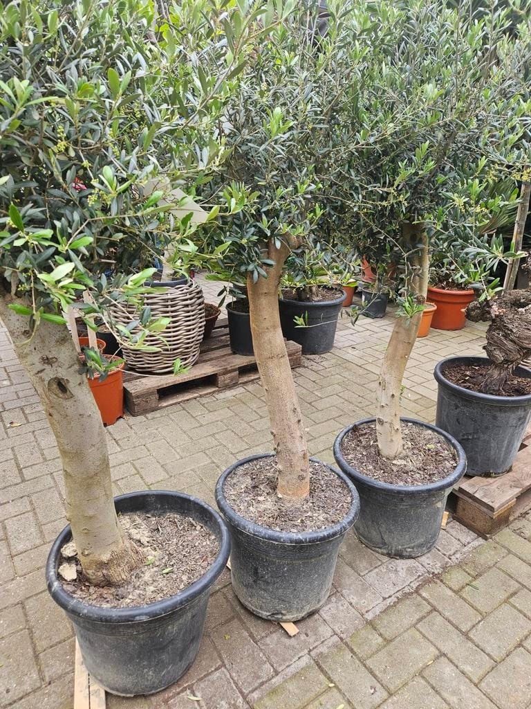 Olijfbomen dikke stam vanaf 115 euro, Volle zon, Ophalen of Verzenden, 100 tot 250 cm, Olijfboom