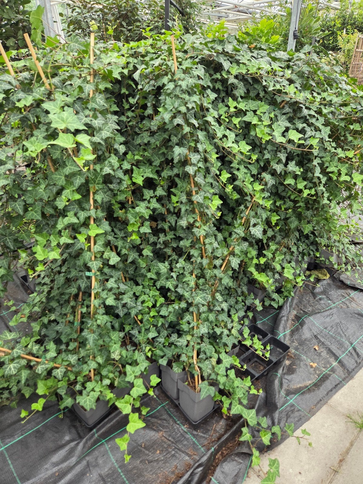 Hedera helix, Ophalen, Halfschaduw, Overige soorten, 100 tot 250 cm