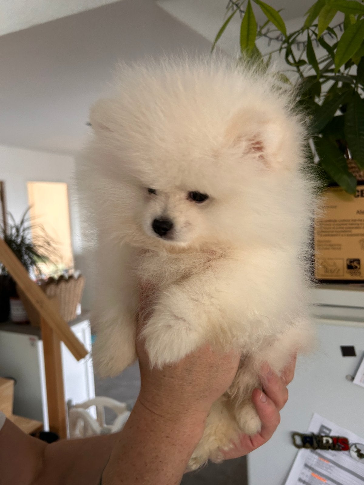 ️Pomeranian️, België, Particulier, Keeshond, Reu