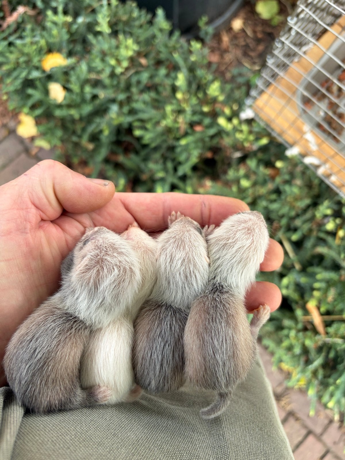 Jonge fretjes fretten fret, Dieren en Toebehoren, September, Meerdere dieren