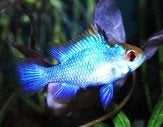 Ramirezi electric blue - Koidream Valburg
