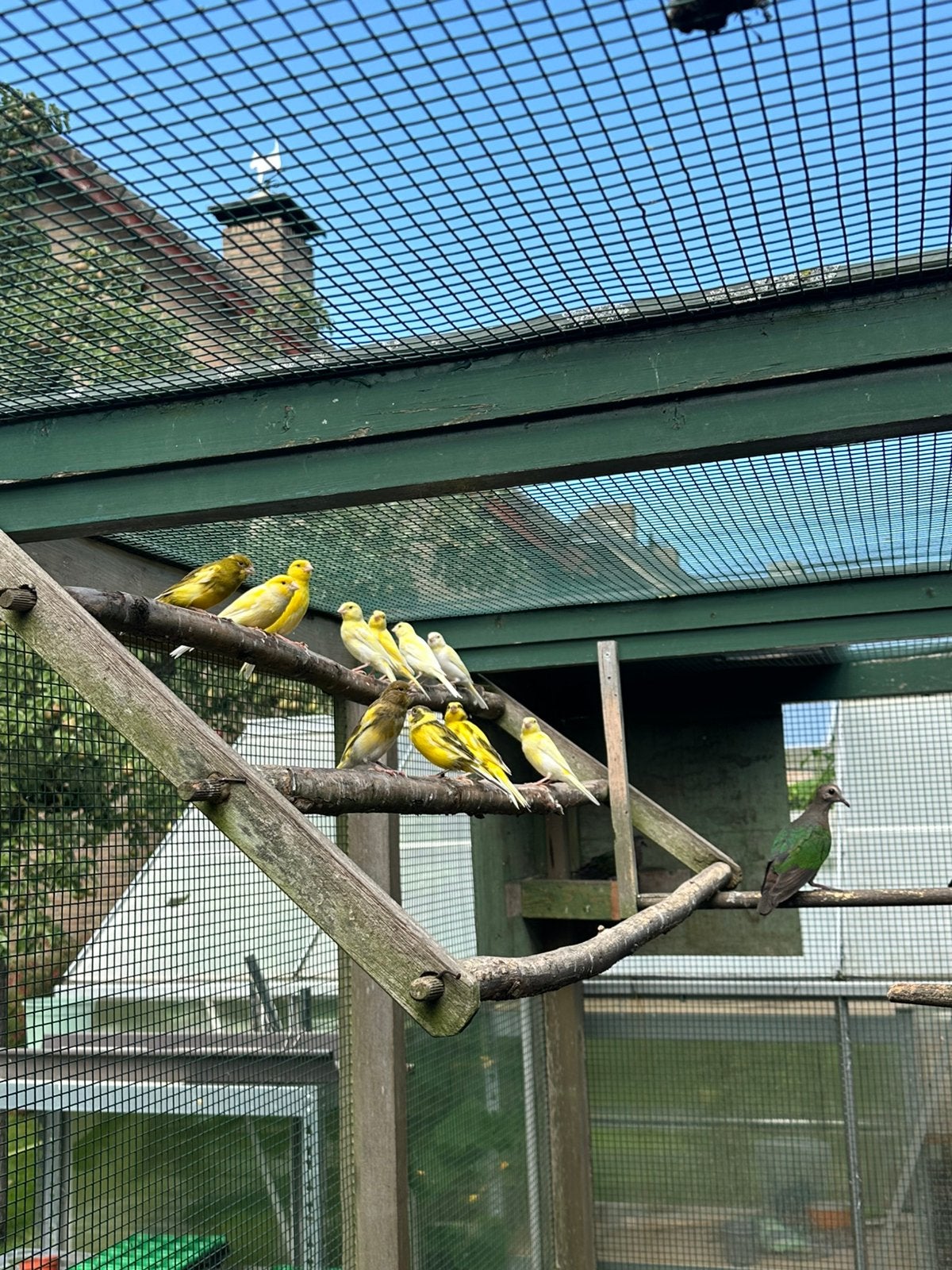 Jonge kanaries, Dieren en Toebehoren, Meerdere dieren, Kleurkanarie