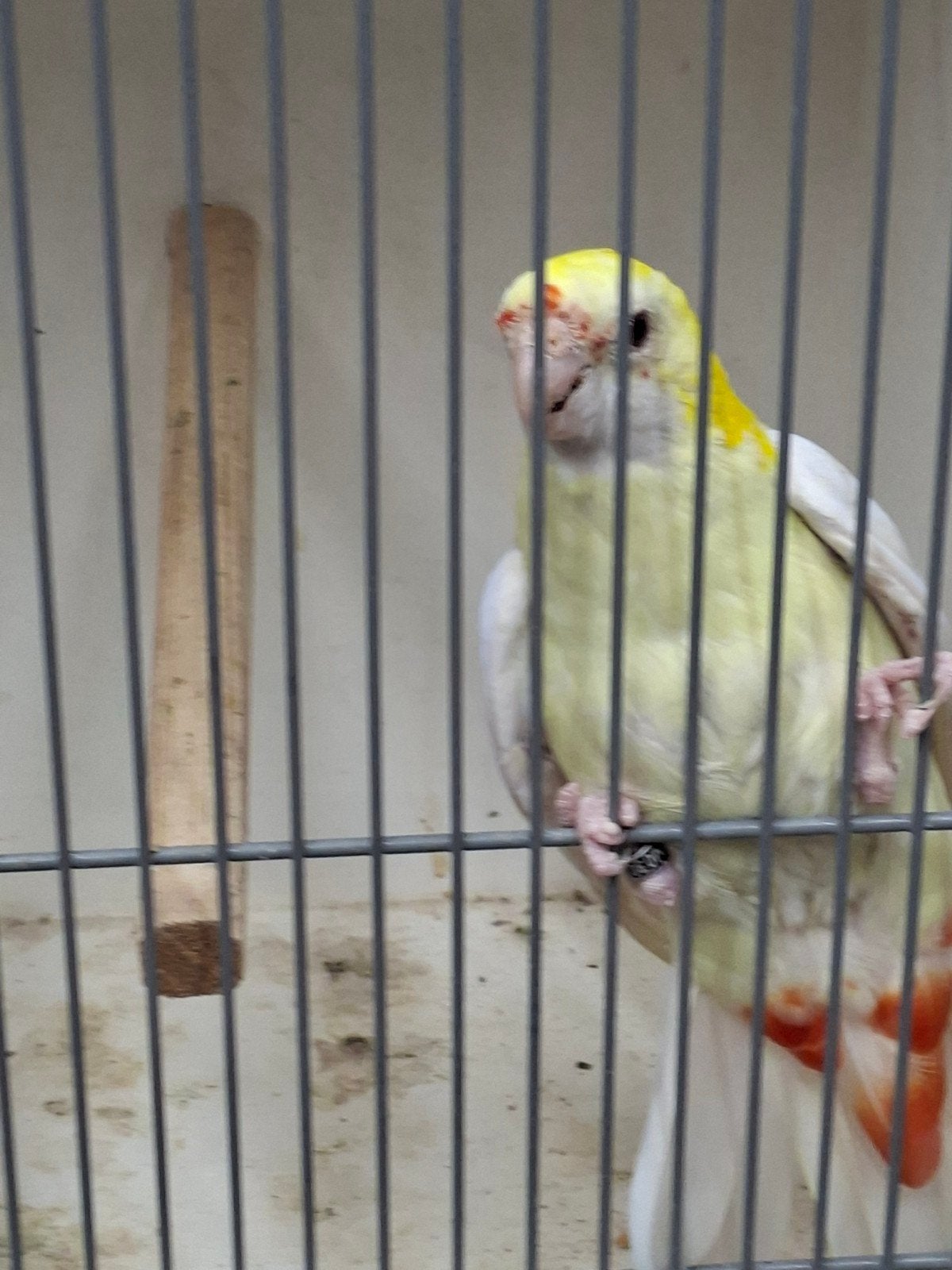 bleekkop rossela lutino pop, Vrouwelijk, Kleurkanarie