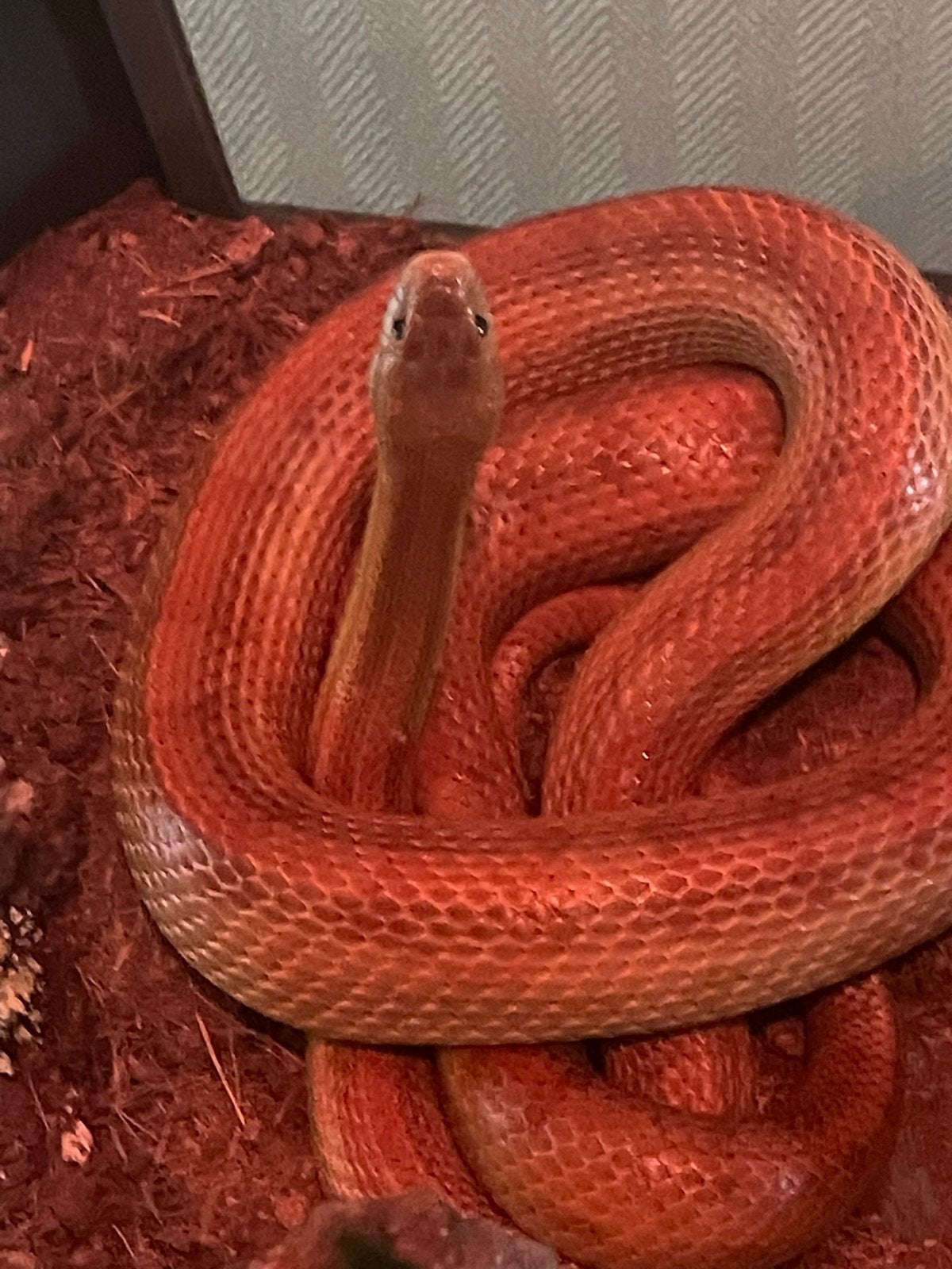 Volwassen rattenslang Rat Snake - male for sale from jack