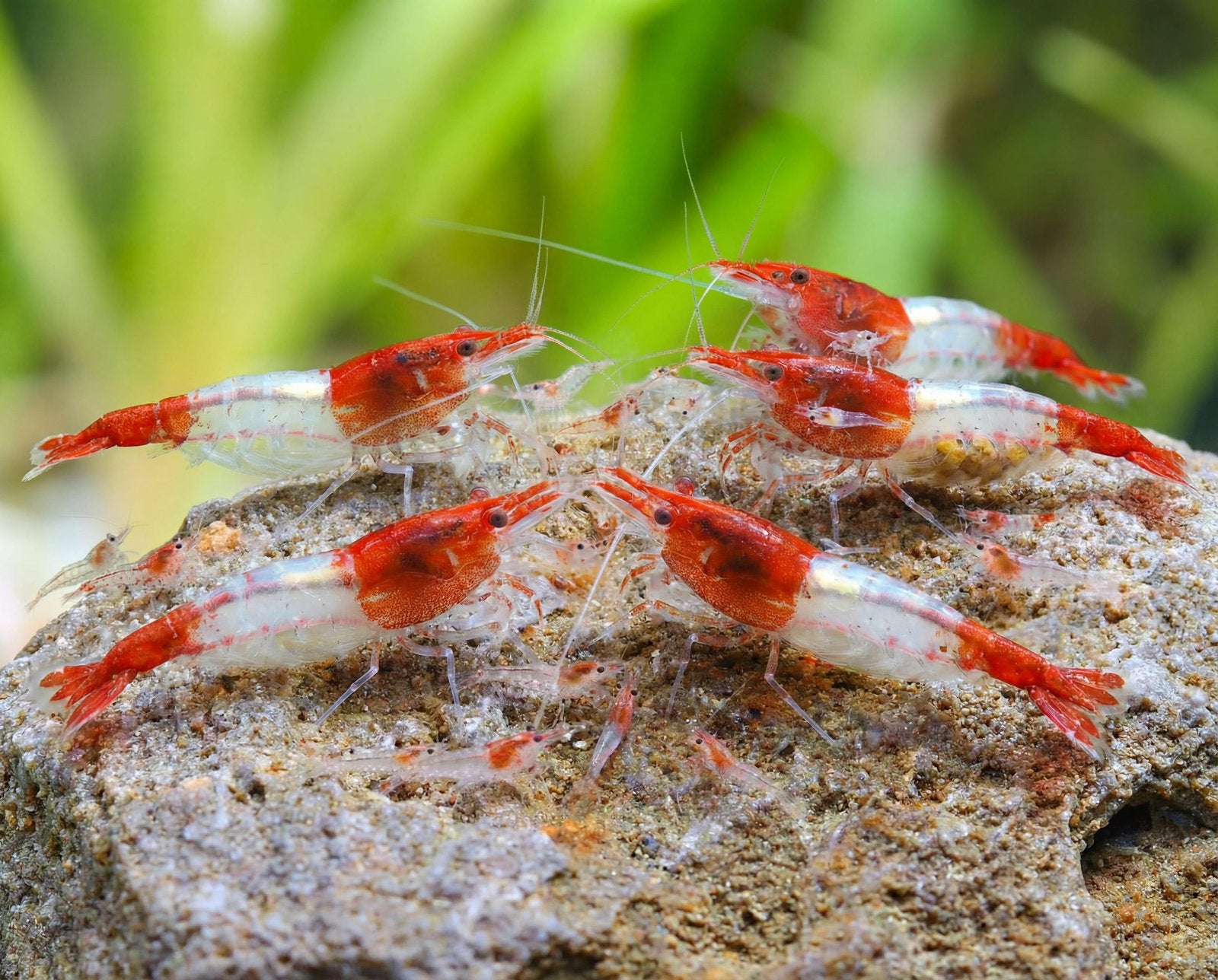 Red Rili Garnalen (Neocaridina), Kreeft, Krab of Garnaal