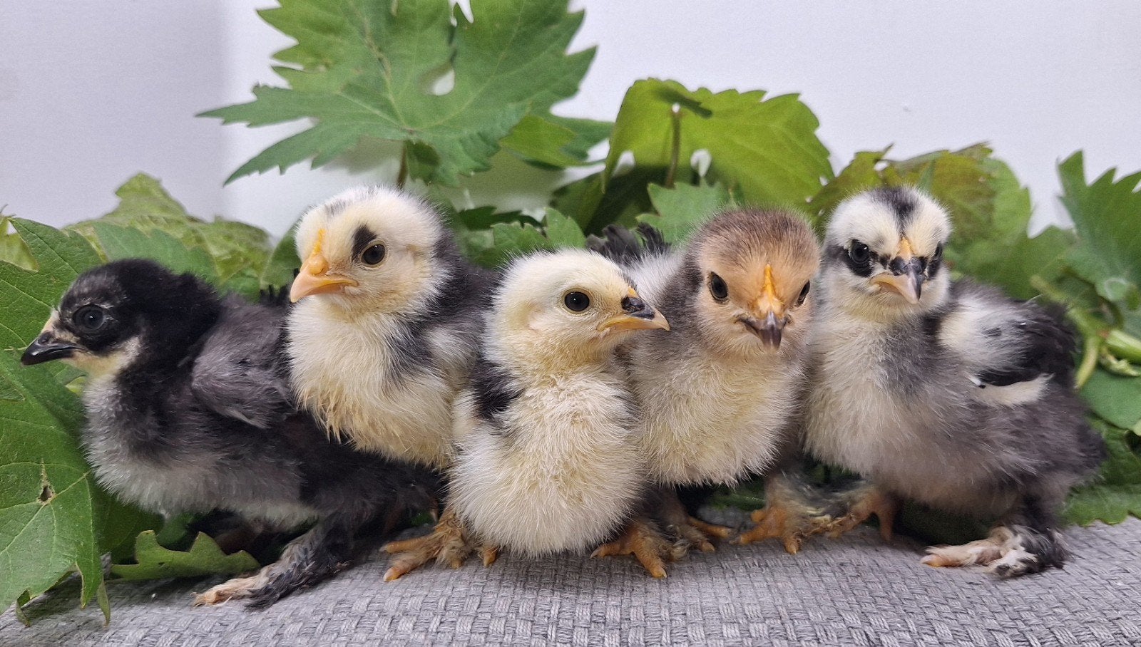 Ayam Serama A-klasse(!) en Cochin kriel kuikens beschikbaar, Dieren en Toebehoren, Geslacht onbekend, Kip