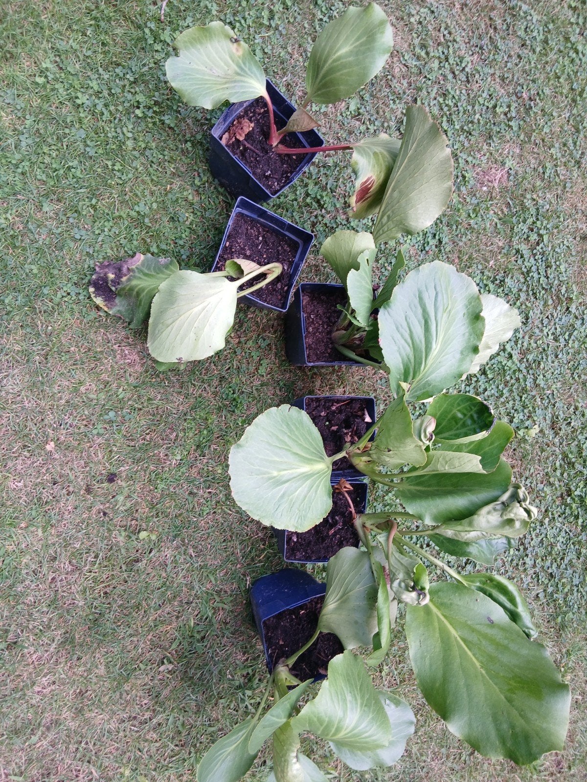 schoenlappersplant, Tuin en Terras, Planten | Tuinplanten, Overige soorten, Vaste plant, Ophalen of Verzenden, Halfschaduw