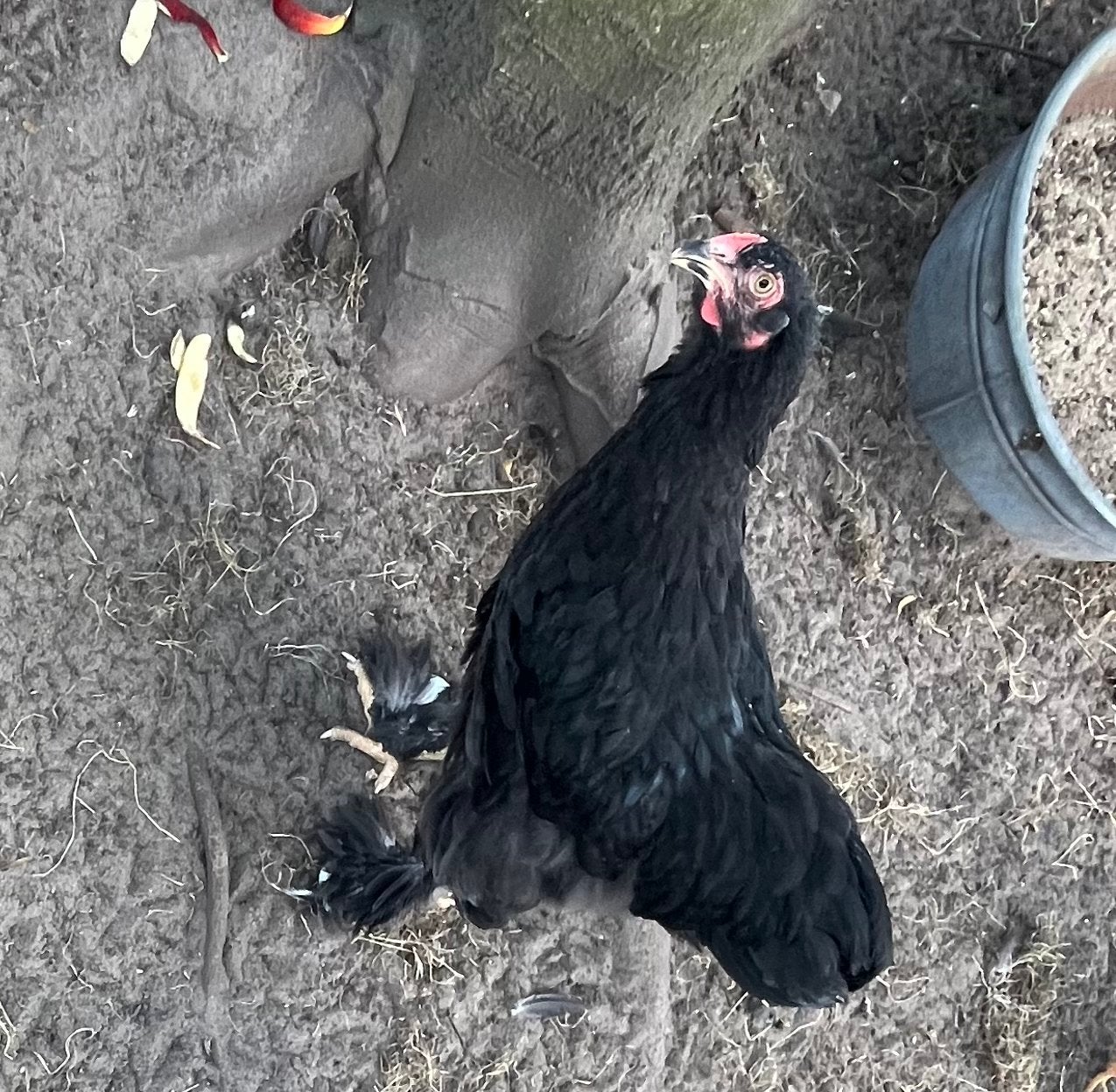 Groot hoender Brahma haan, komt van de Blauwe Brahma ras, Dieren en Toebehoren, Mannelijk, Kip