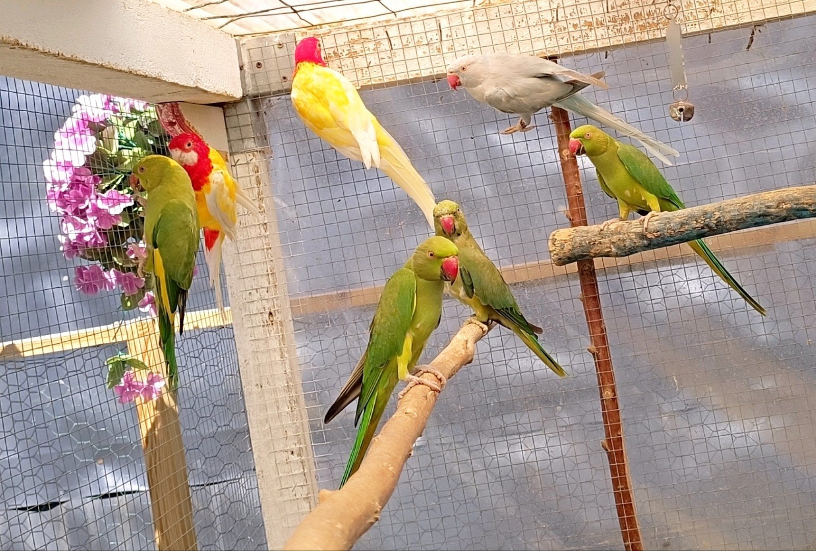 Groene halsband parkieten, Meerdere dieren, Parkiet