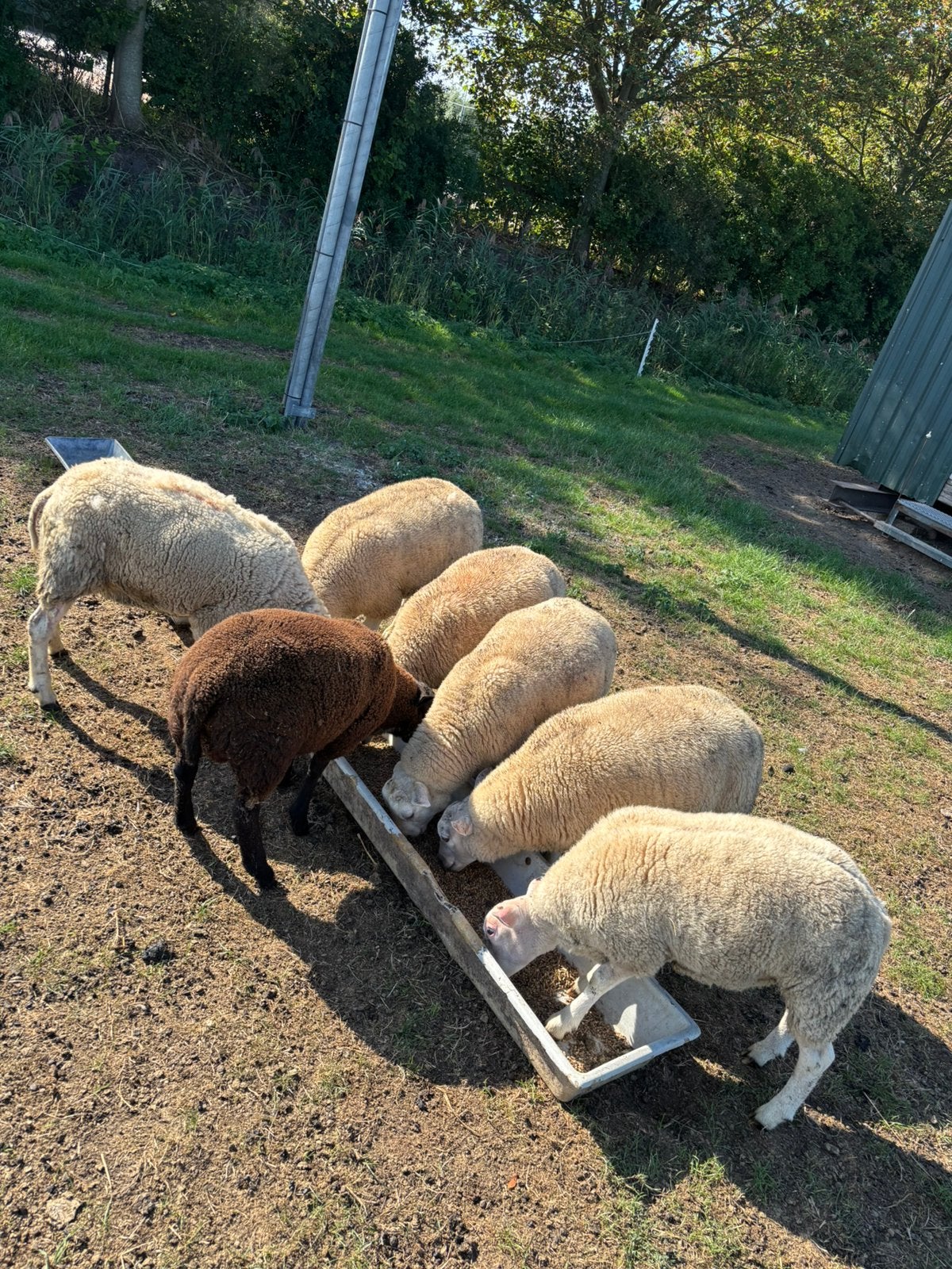 6 rammen en 1 oudere ooi, Dieren en Toebehoren, Meerdere dieren, Schaap