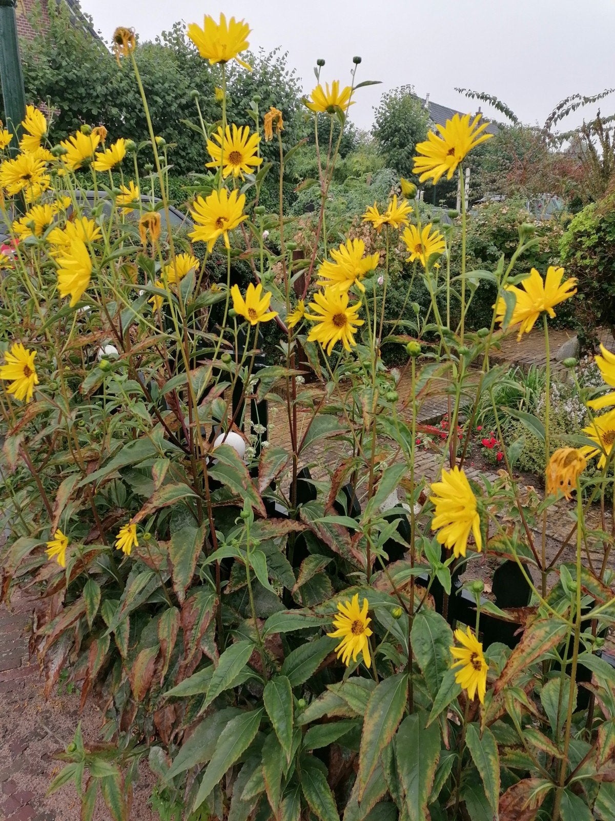 Stijve Zonnebloem (Helianthus) - Meerjarige plant, Tuin en Terras, Volle zon, Vaste plant, Zomer, Ophalen