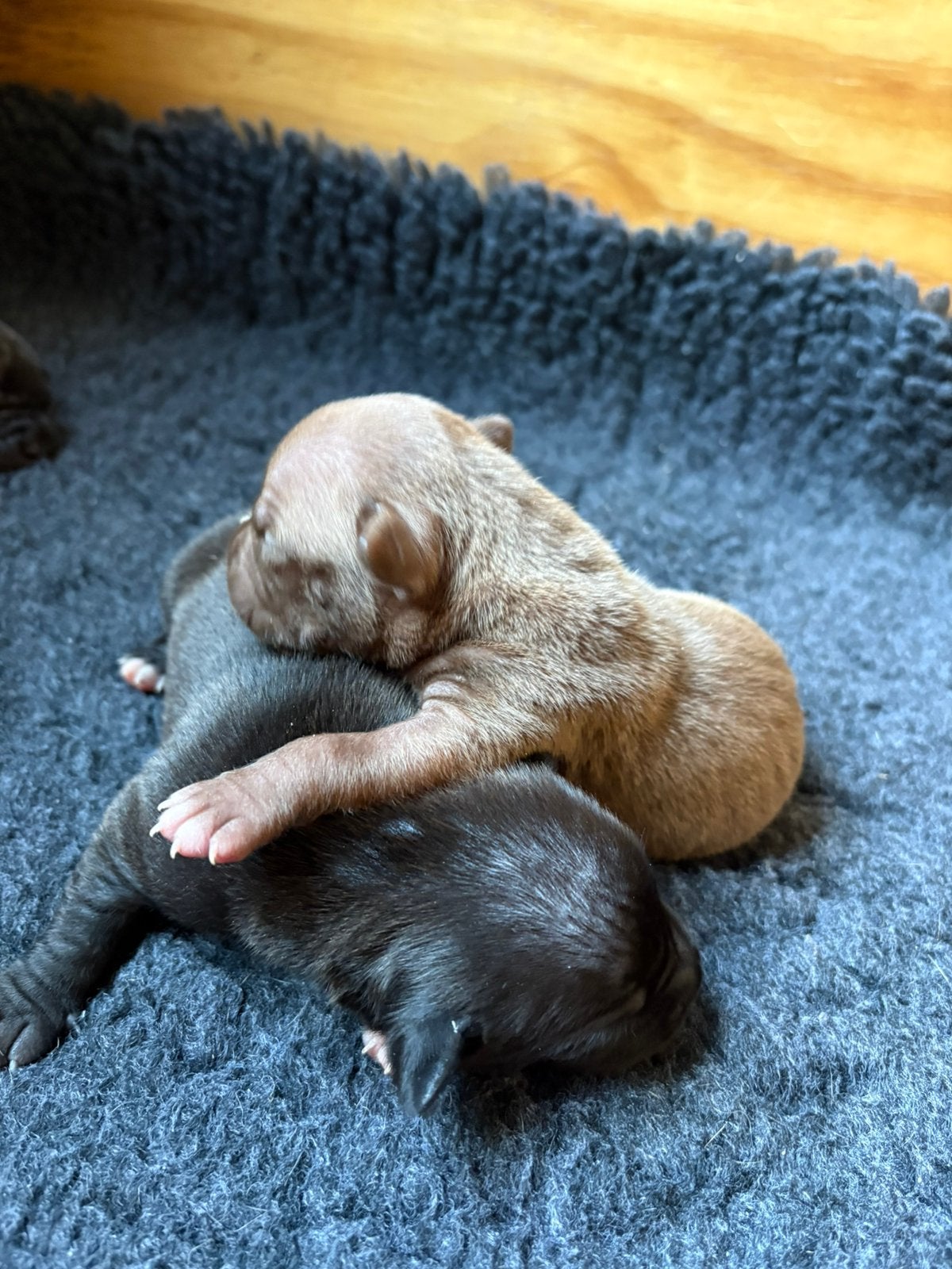 Pitbull puppies // 2 reutjes beschikbaar, 8 tot 15 weken, Meerdere, Meerdere dieren, CDV (hondenziekte)