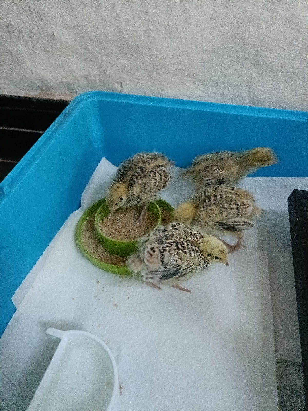 Japanese Kwartels, Meerdere dieren, Overige soorten