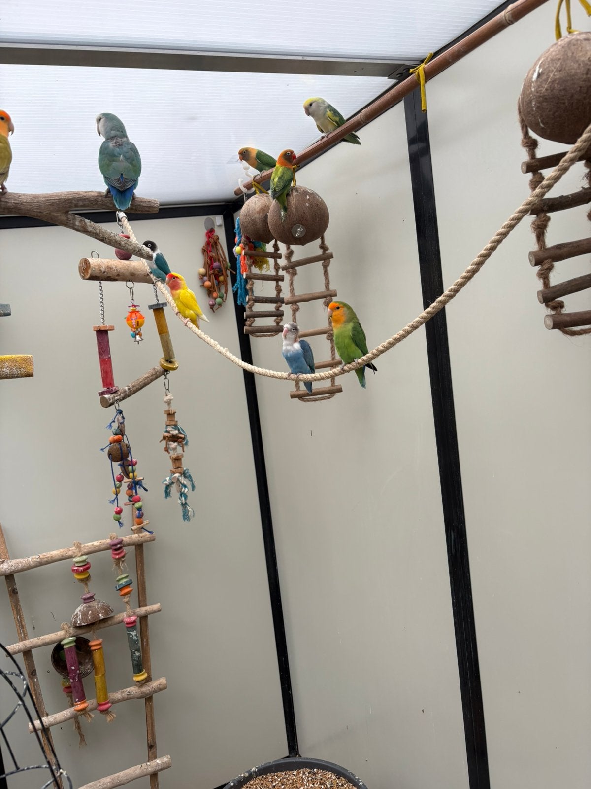 Dwergpapegaaien, Meerdere dieren, Dwergpapegaai of Agapornis