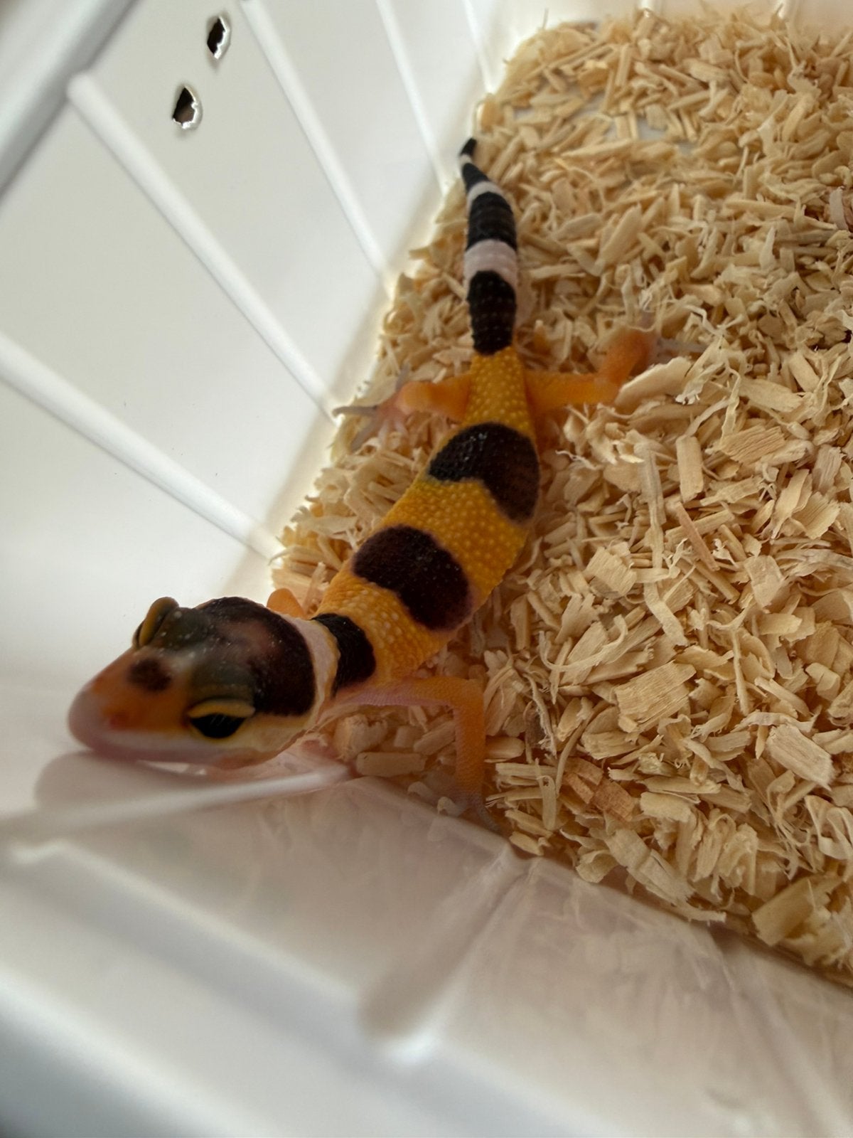 2 luipaardgekko vrouwtjes te koop., Hagedis, 0 tot 2 jaar