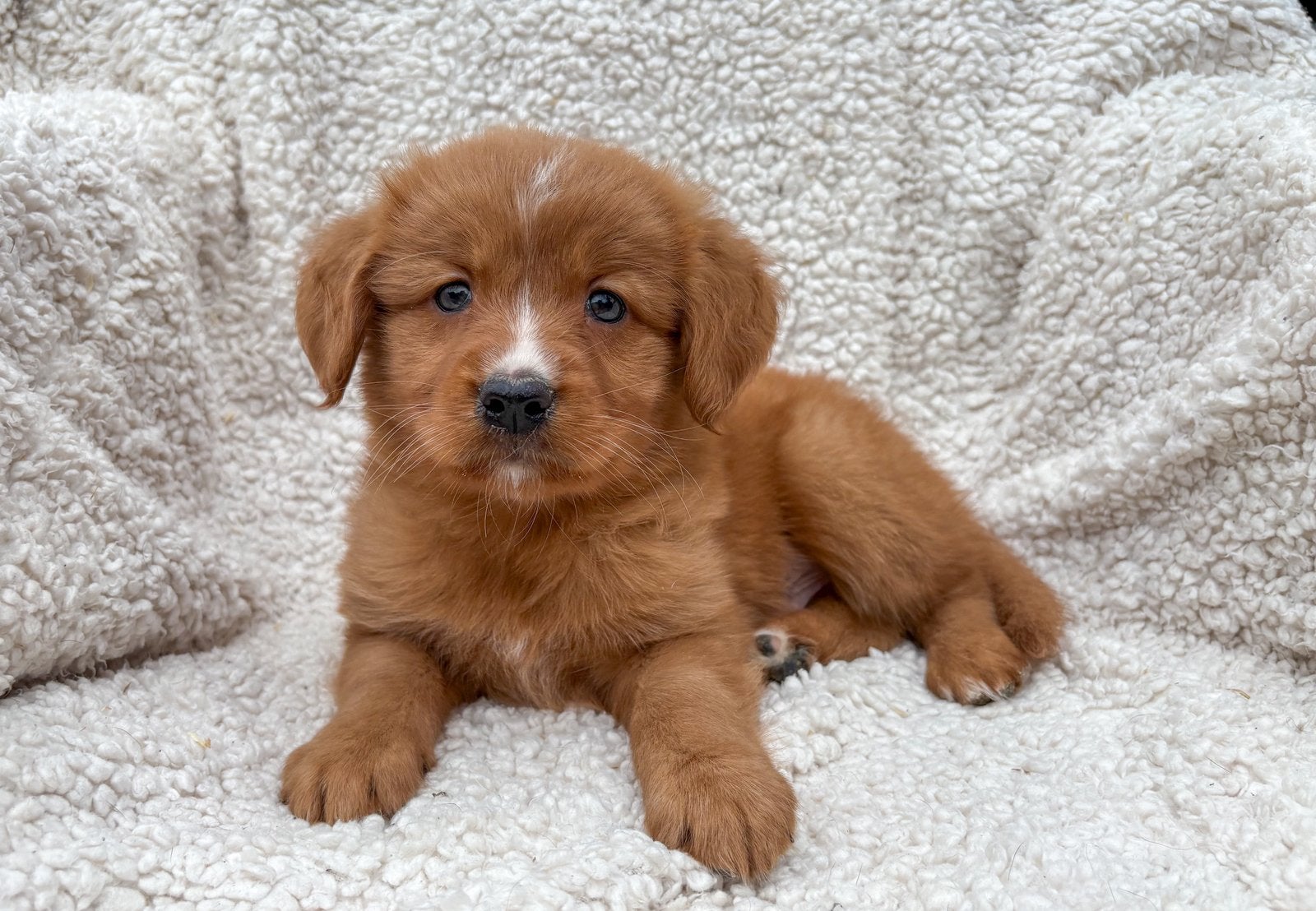 Golden retriever X nova scotia duck tolling retriever pups, Dieren en Toebehoren, Parvo, Overige rassen, 8 tot 15 weken, Meerdere