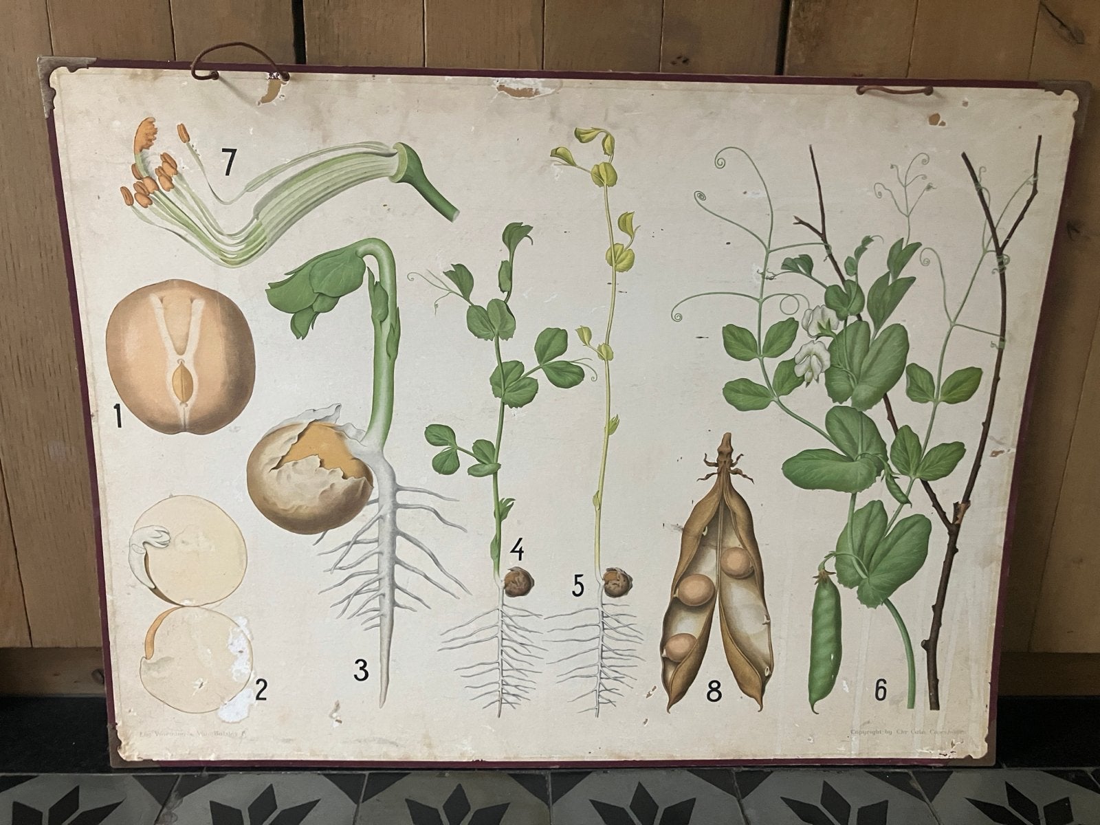 Vintage schoolplaat: Erwt plant - Chr. Cato, Kopenhagen, Antiek en Kunst, Ophalen, Natuur en Biologie