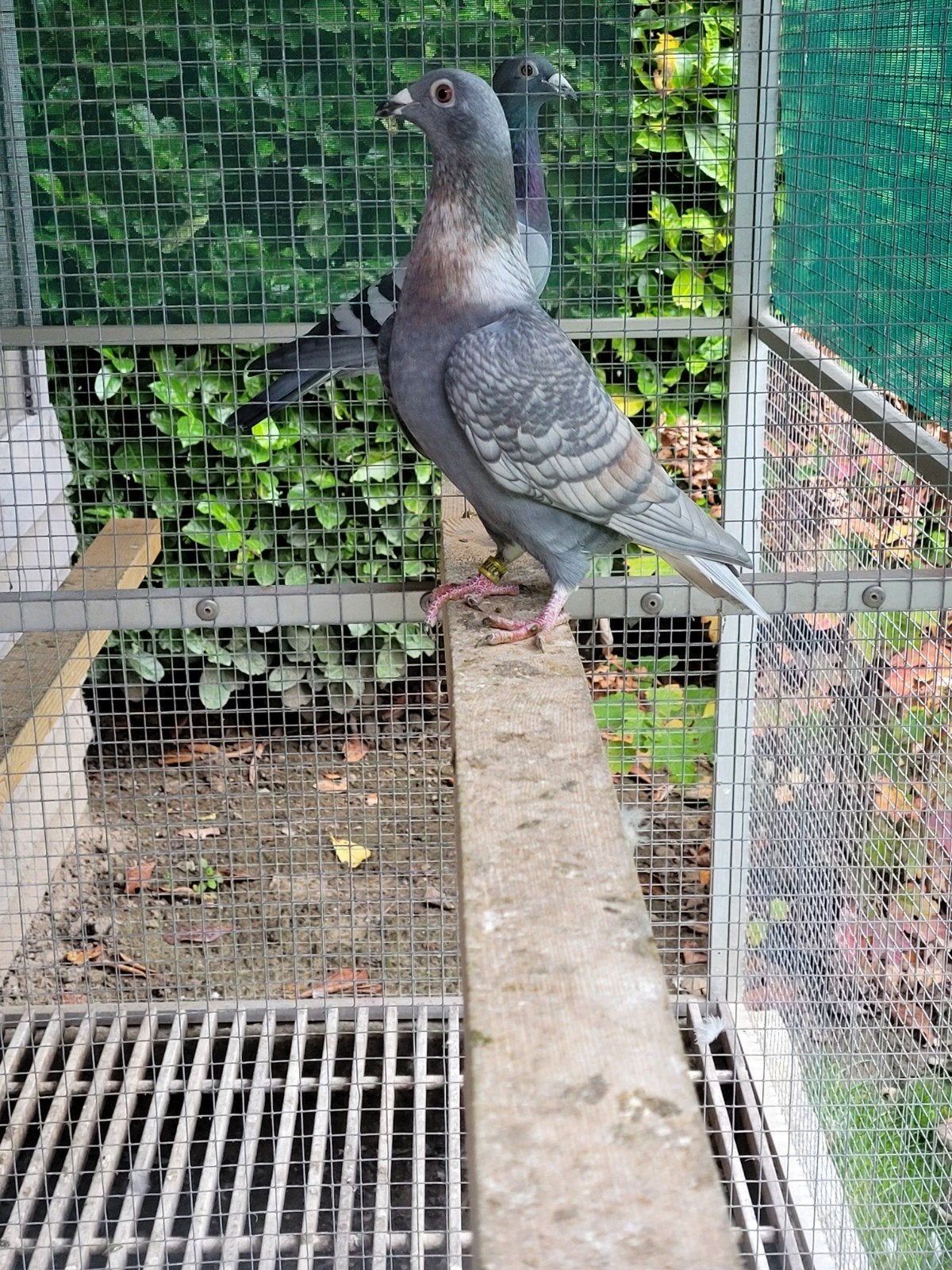 kleur postduiven, Meerdere dieren, Postduif