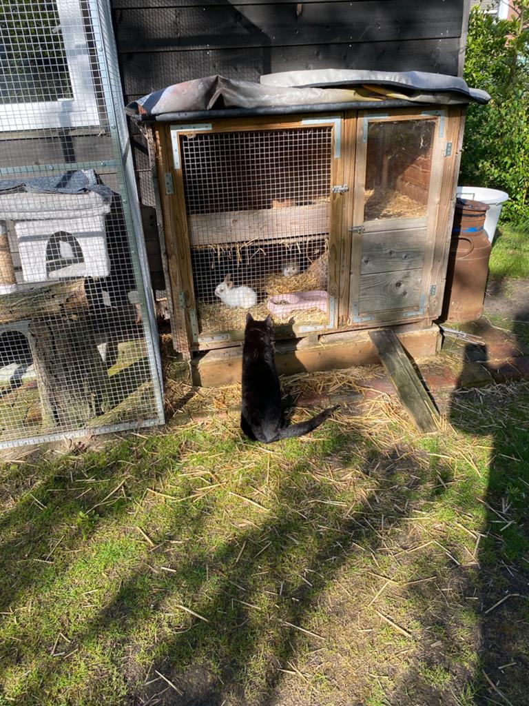Katten ren, Ophalen of Verzenden, Zo goed als nieuw, Kippenhok of Kippenren
