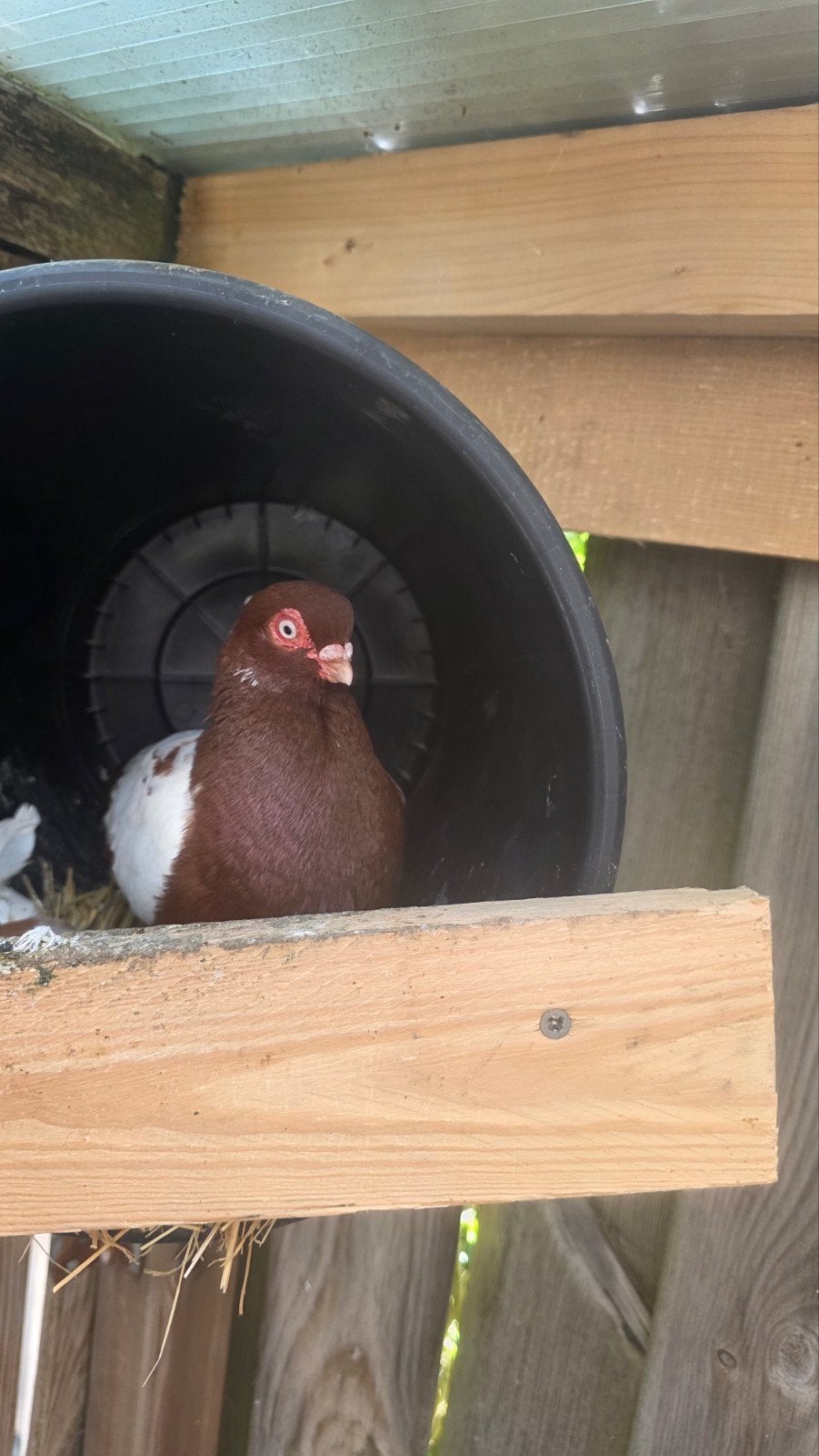 Sierduiven, Dieren en Toebehoren