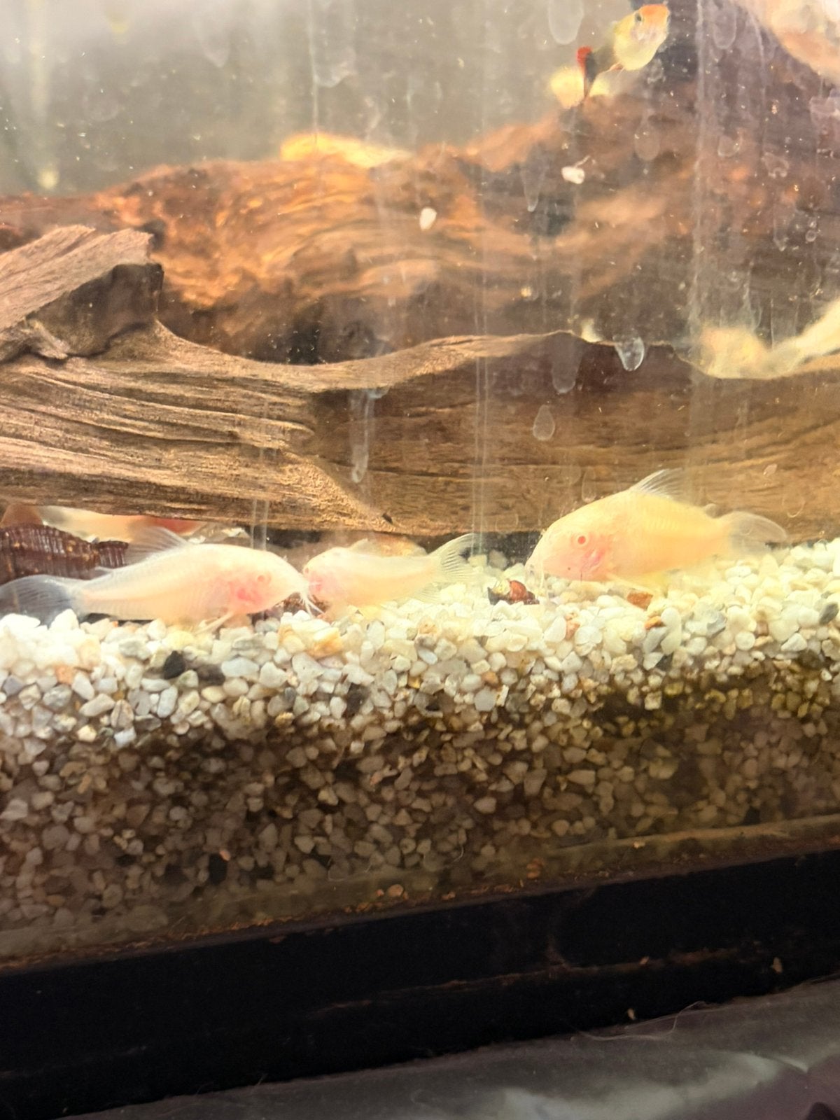 Corydora Albino, Dieren en Toebehoren, Vis
