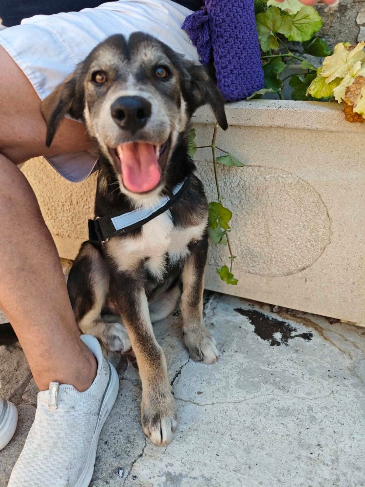 Is hij niet knap lieve Paco, Dieren en Toebehoren, Honden | Niet-rashonden, 15 weken tot 1 jaar, Buitenland, Eén hond, Reu