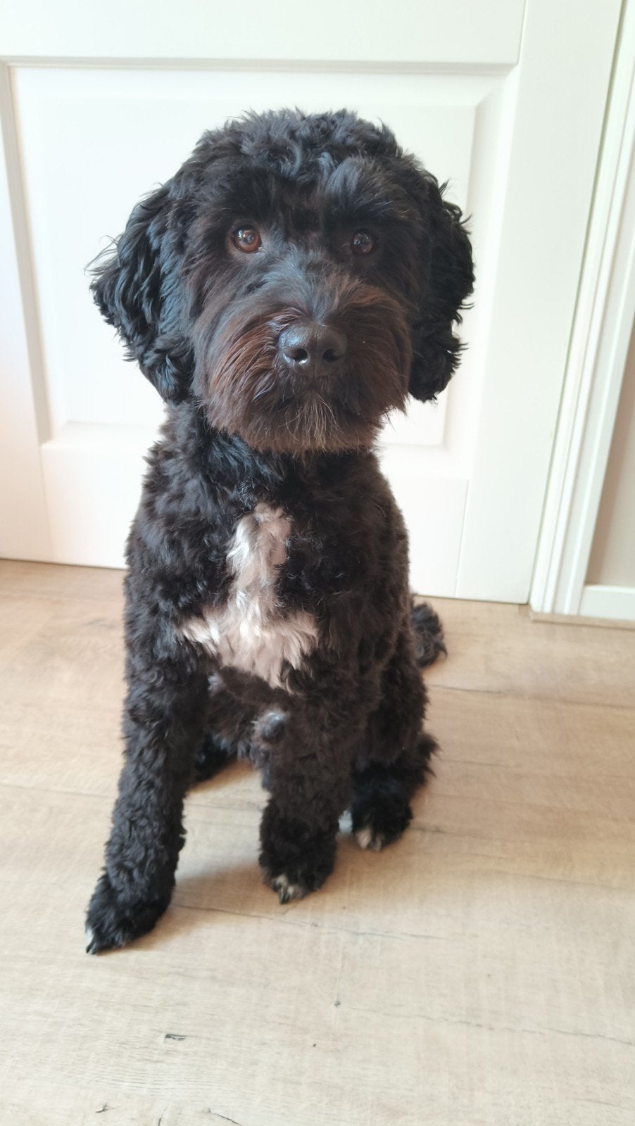 Havapoo dekreu Koda (Havanezer x Toypoedel), HCC (leverziekte), Reu, 1 tot 2 jaar, Eén hond