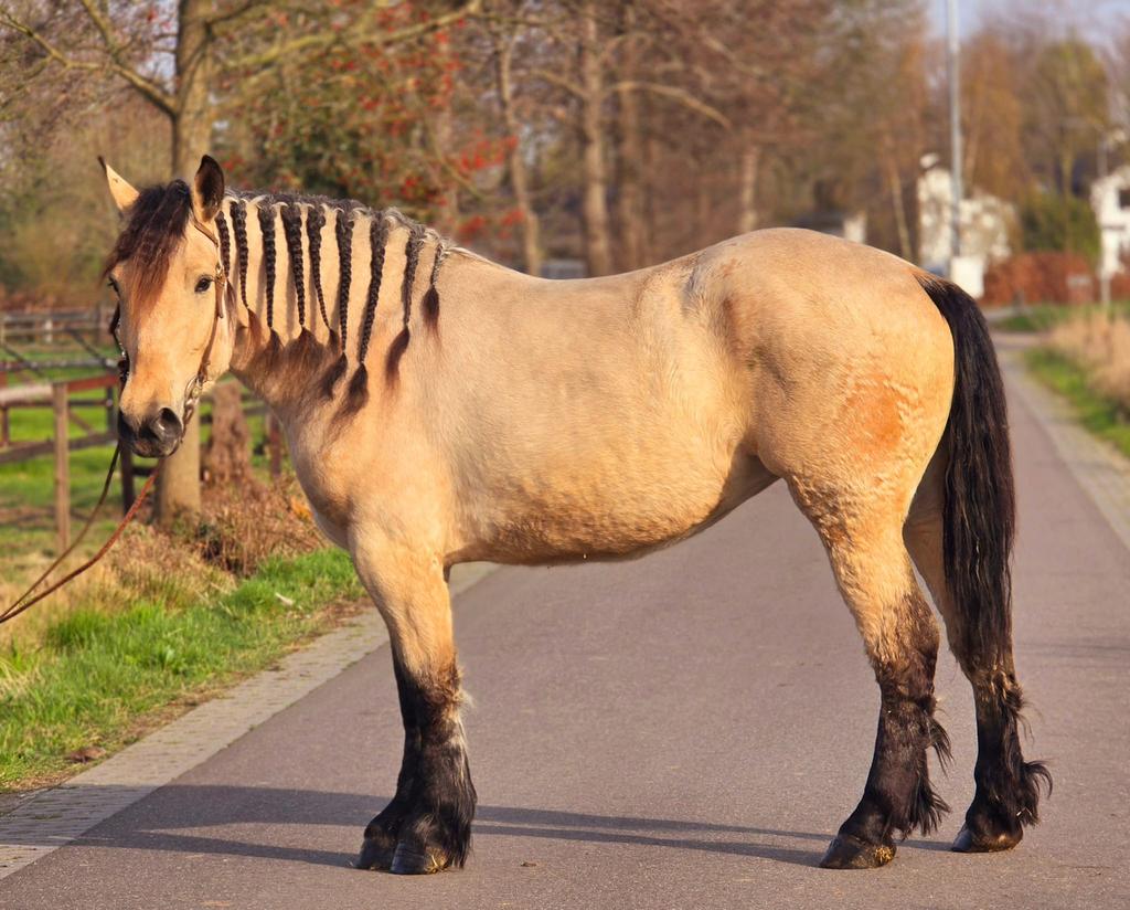 Havanna pools koudbloed, Dieren en Toebehoren, Paarden, Merrie, 160 tot 165 cm, Dressuurpaard, 3 tot 6 jaar