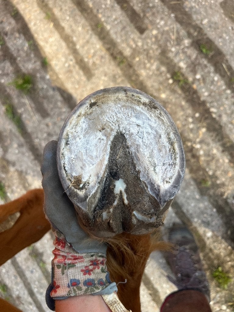 Hoefsmid / natuurlijk bekapper aangeboden