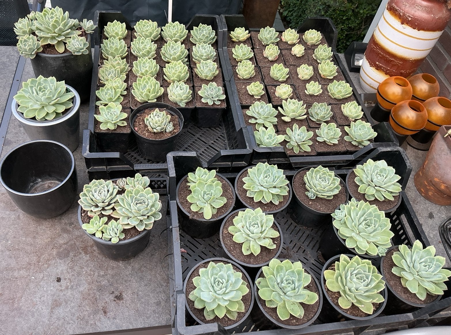 Diverse Echeveria Elegans vetplanten 🪴, Volle zon, Vaste plant, Lente, Ophalen