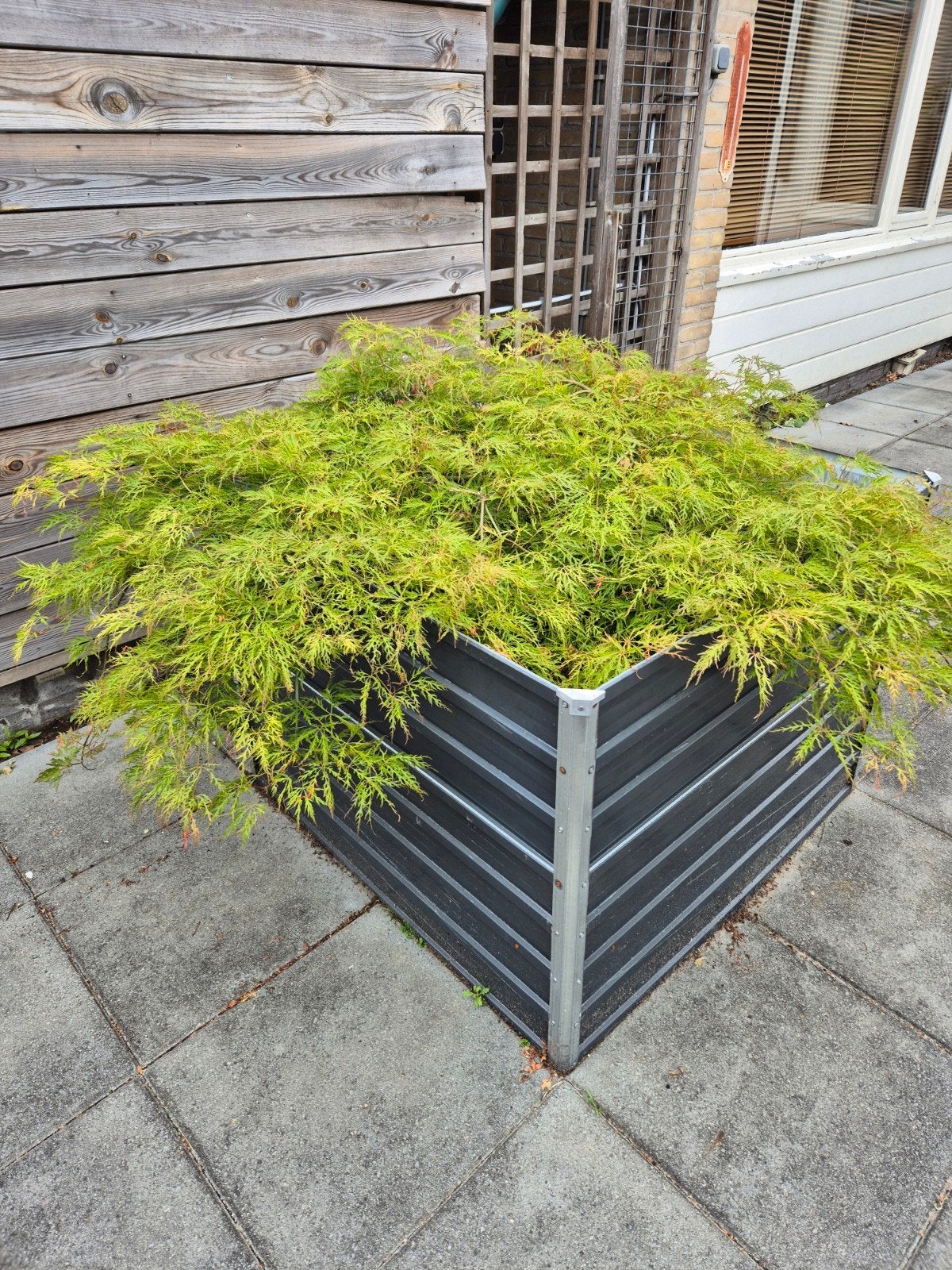 Japanse esdoorn / Acer palmatum Dissectum, Tuin en Terras, Ophalen, Overige materialen, Gebruikt, 100 cm of meer