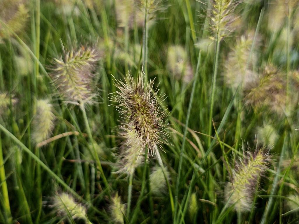 Pennisetum alopecuroides 'Hameln' / Lampenpoetsergras P9 pot, Tuin en Terras, Planten | Tuinplanten, Ophalen of Verzenden, Overige soorten