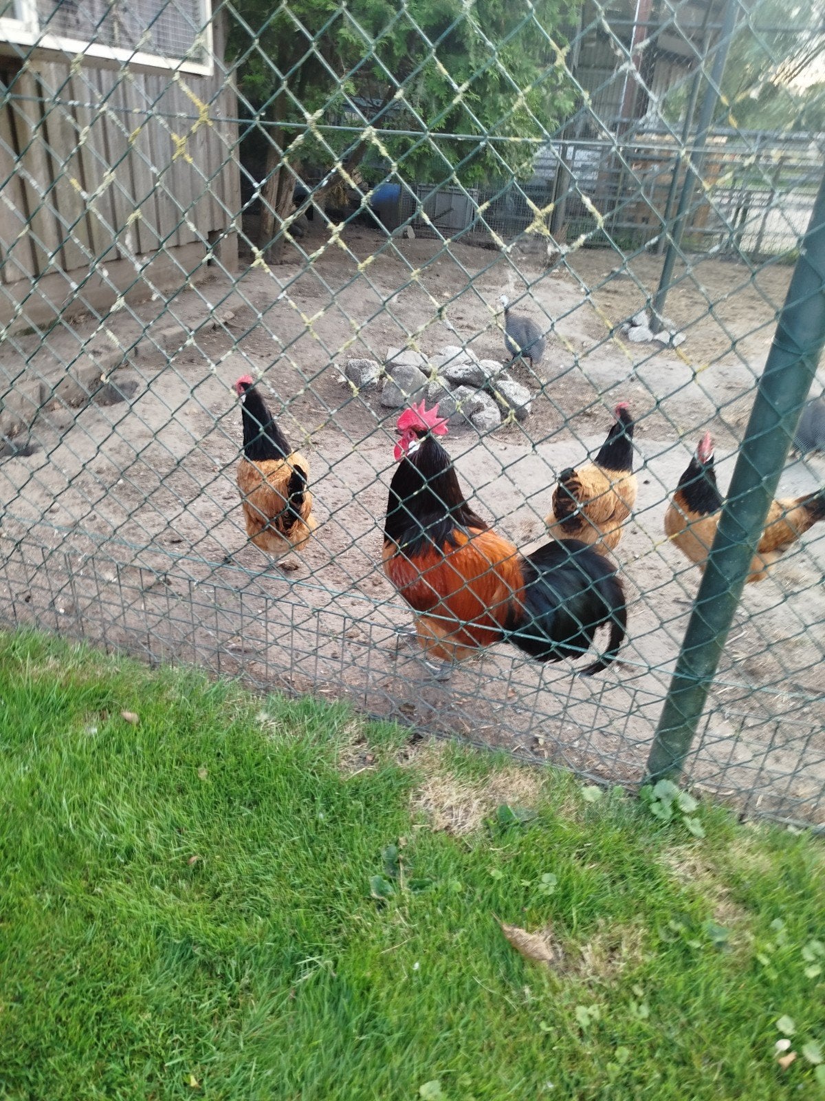 Vorwerk kippen trio, Dieren en Toebehoren, Pluimvee, Meerdere dieren, Kip
