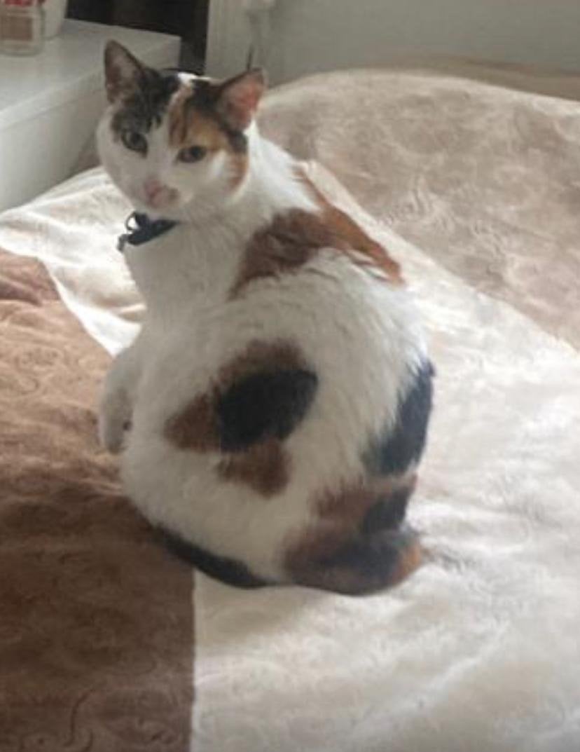 Vermist poes, Dieren en Toebehoren, Katten en Kittens | Overige Katten, Poes