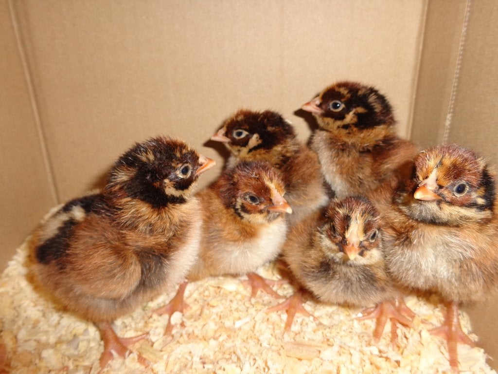 kuikens hennen barnevelder dubbelgezoomd groot, Vrouwelijk, Kip