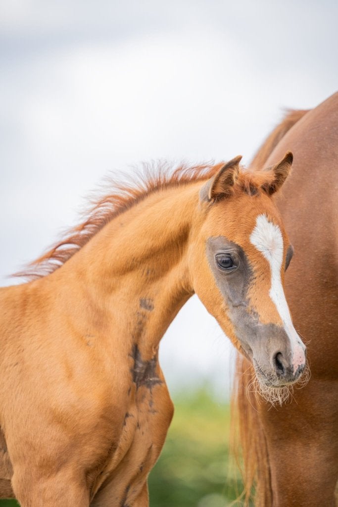 Veulen en twee anderhalf jarige welsh merries, Dieren en Toebehoren, Merrie, Niet van toepassing, Met stamboom, 0 tot 2 jaar