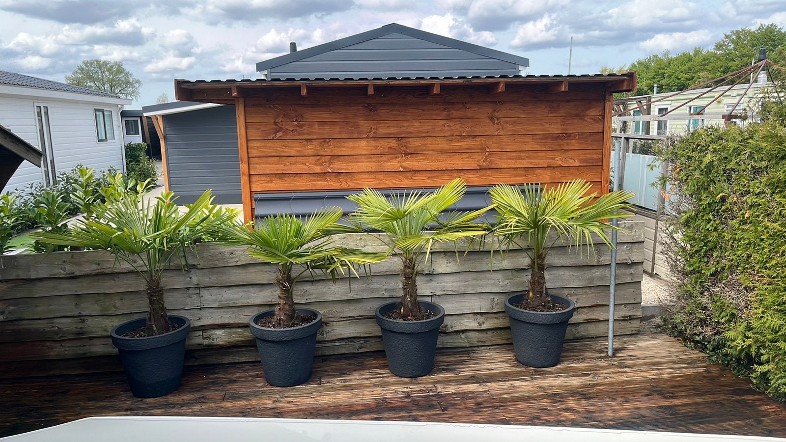 Vier supermooie trachicarpus fortunei palmbomen, 100 tot 250 cm, Zomer, Palmboom, Ophalen