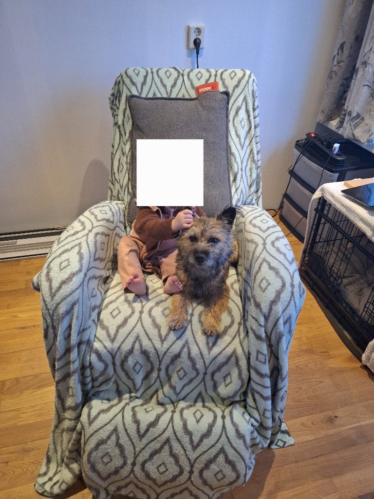 Suus border/cairn terrier, Dieren en Toebehoren, Honden | Jack Russells en Terriërs, Teef, Overige rassen, Particulier, Eén hond