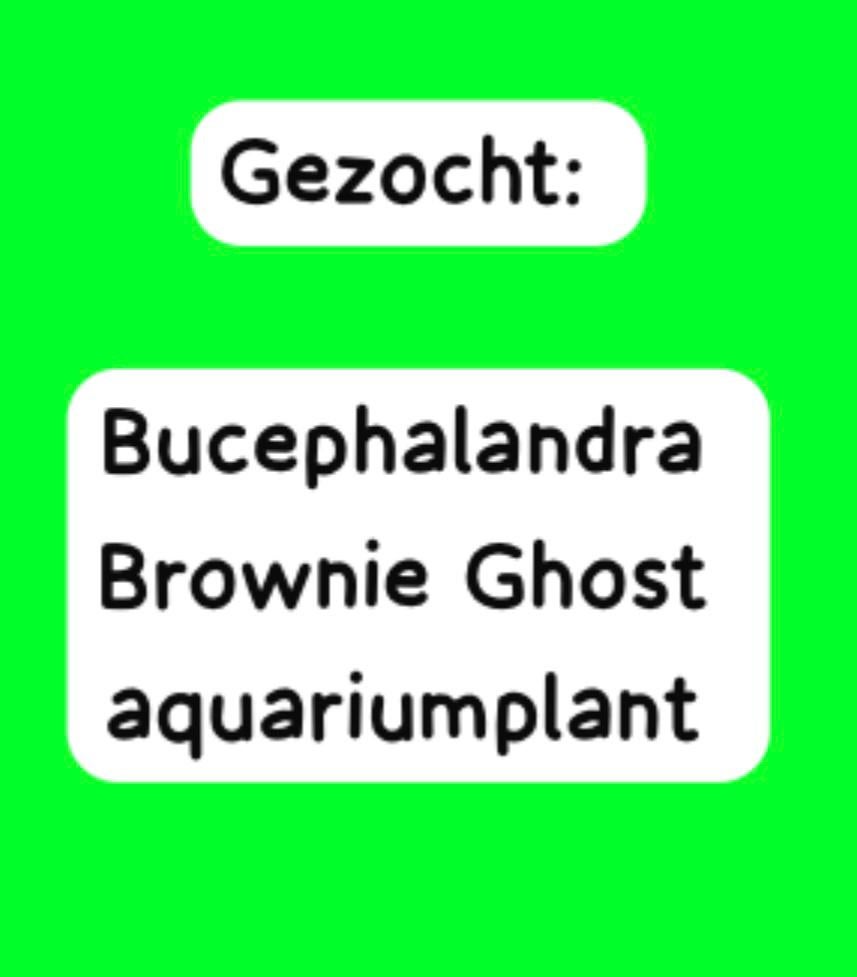 GEZOCHT -Aquariumplant Bucephalandra Brownie Ghost., Dieren en Toebehoren, Vissen | Aquariumvissen, Vis