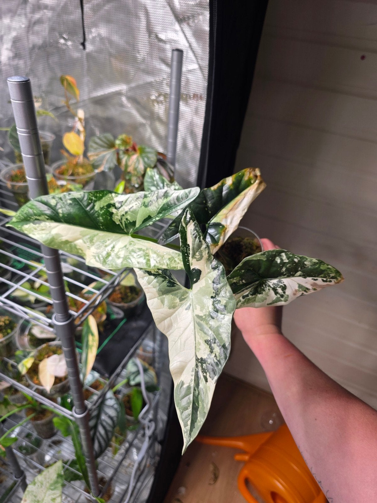 Alocasia simpo albo knol, Ophalen of Verzenden, Halfschaduw, Minder dan 100 cm