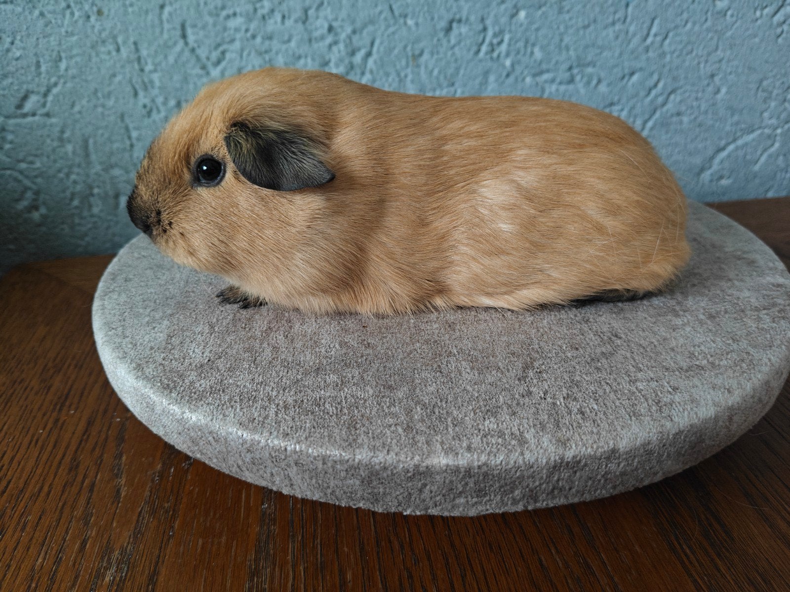 2 zusjes, Dieren en Toebehoren, Cavia, Vrouwelijk, Mei, Tam