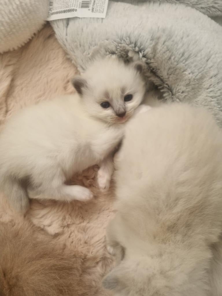 Ragdoll kitten te koop, Dieren en Toebehoren, Poes