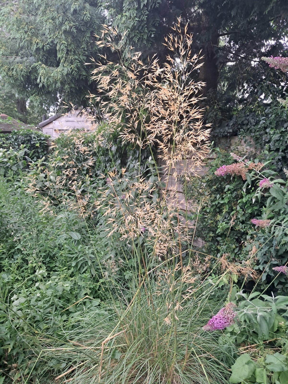 Siergras - Stipa gigantea
Reuzenvedergras tuin of border, Tuin en Terras, Ophalen, Volle zon, Vaste plant, Siergrassen
