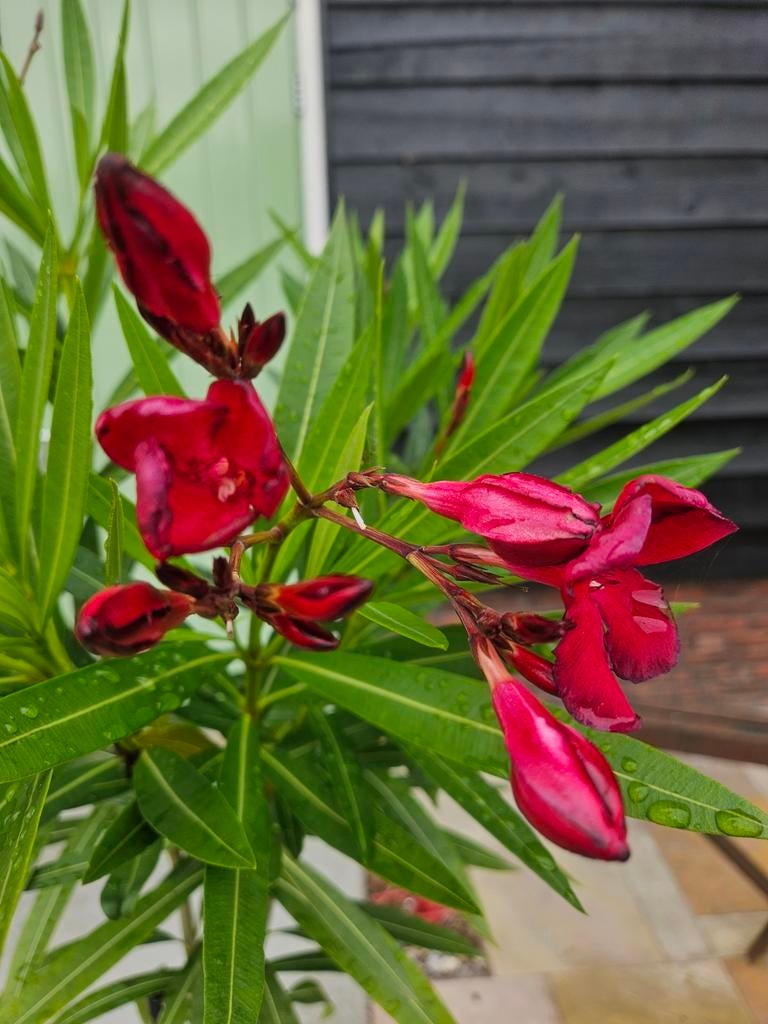 Onbespoten Orleanders en andere Bio Kuipplanten, Tuin en Terras, Planten | Tuinplanten, Ophalen, Overige soorten, Volle zon