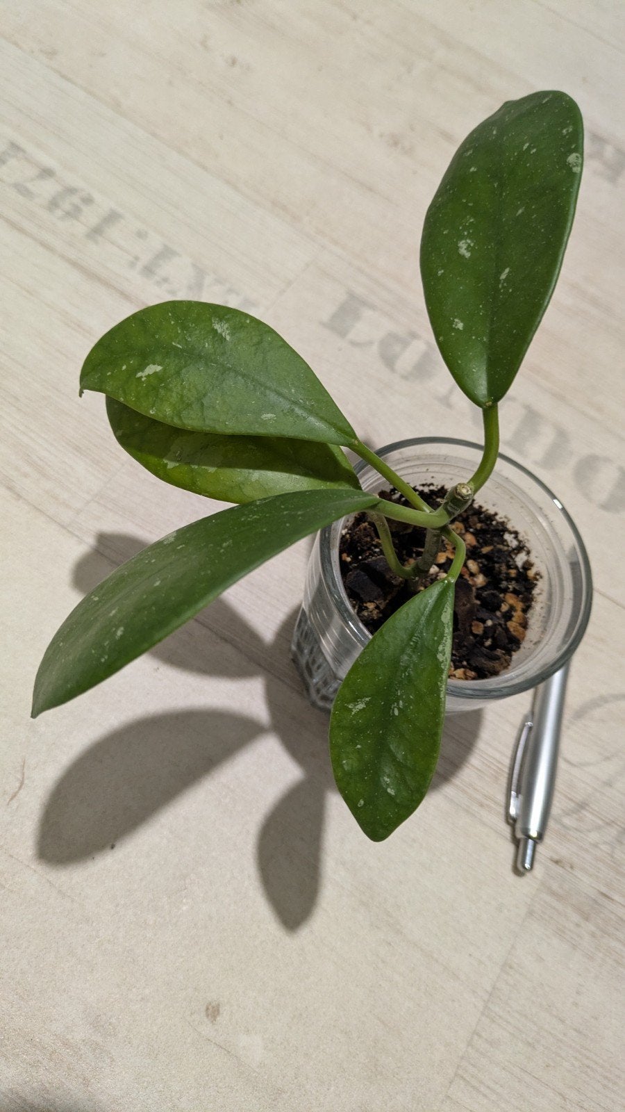Hoya diversivolia el nidicus, Ophalen of Verzenden, Halfschaduw, Minder dan 100 cm