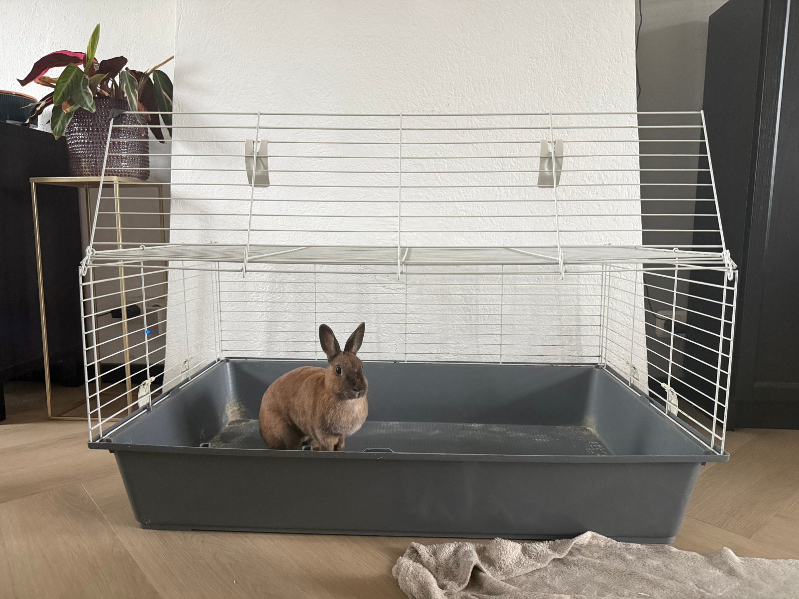 Caviakooi + huisje, Kooi, Gebruikt, Cavia, 75 tot 110 cm