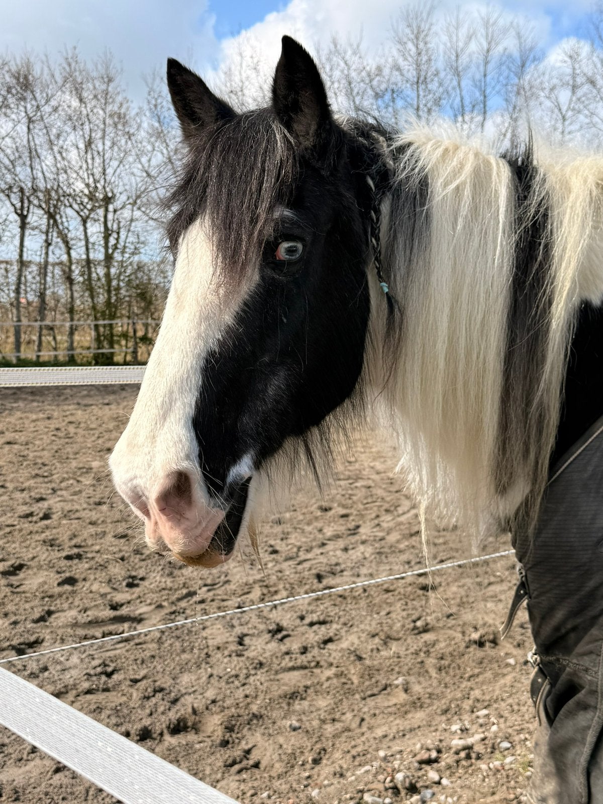 Gezocht met spoed 24/7 uitloop plekje, Dieren en Toebehoren